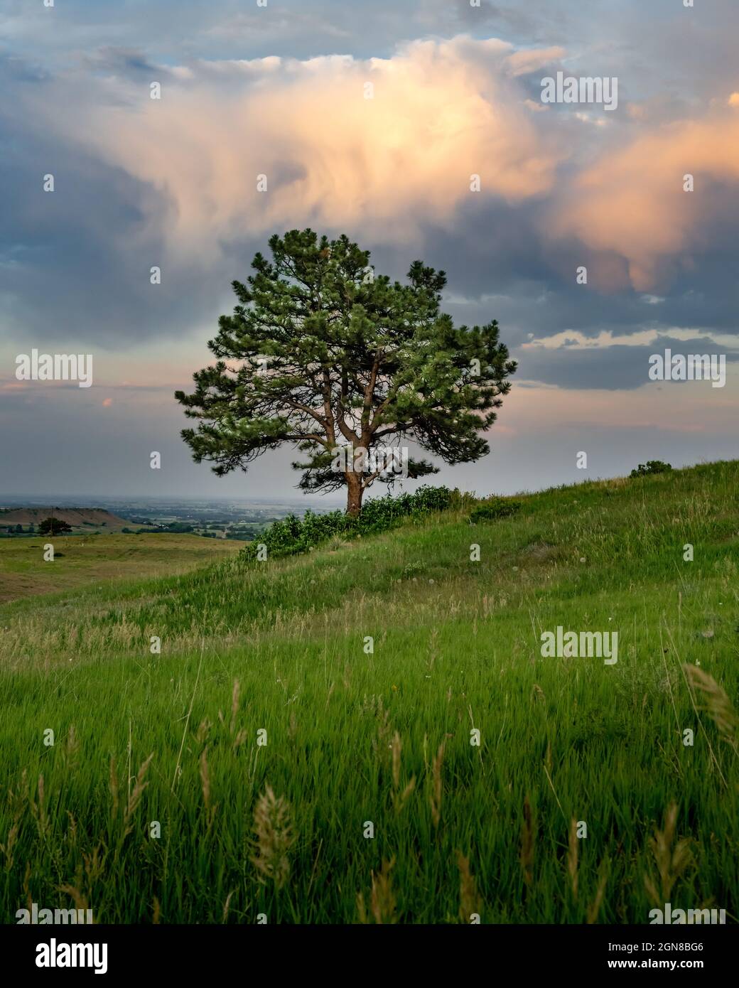 A single tree stands on a hill above a meadow with colorful clouds from a sunset behind it Stock Photo
