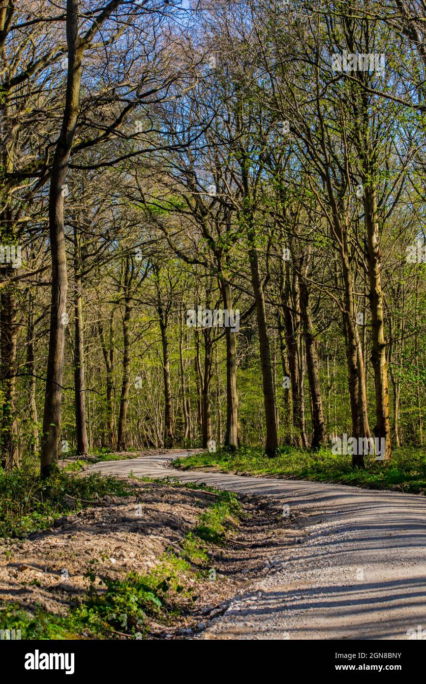 Bishop Wood Path Stock Photo