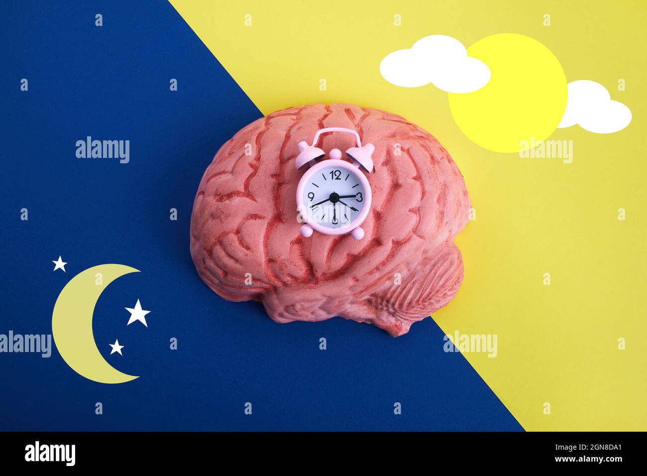 Brain scn hires stock photography and images Alamy