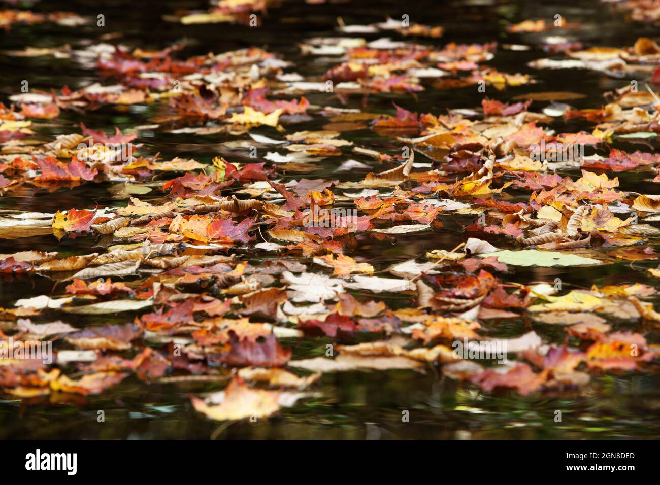 fallen leaves in autumn in a small creek in the Shenandoah National Park in Virginia, USA Stock Photo