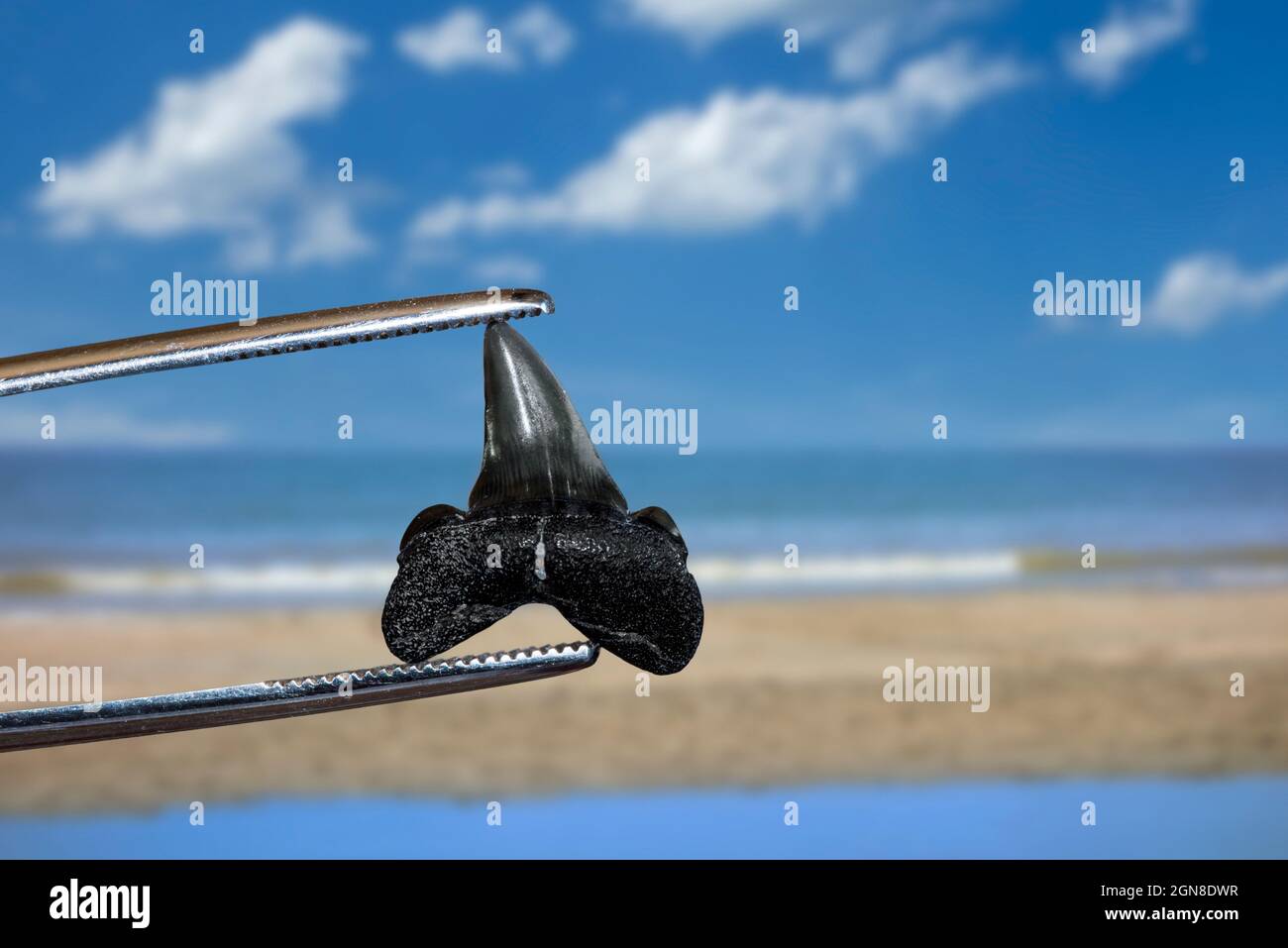 Tweezers holding shark's tooth fossil on beach of the Zwin, known for its fossilized shark teeth along the North Sea coast at Knokke-Heist, Belgium Stock Photo
