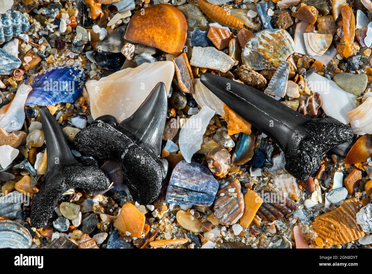 Fossilized Eocene sharks' teeth on tideline / strandline of beach at low tide along the North Sea coast, Zwin, Knokke-Heist, West Flanders, Belgium Stock Photo