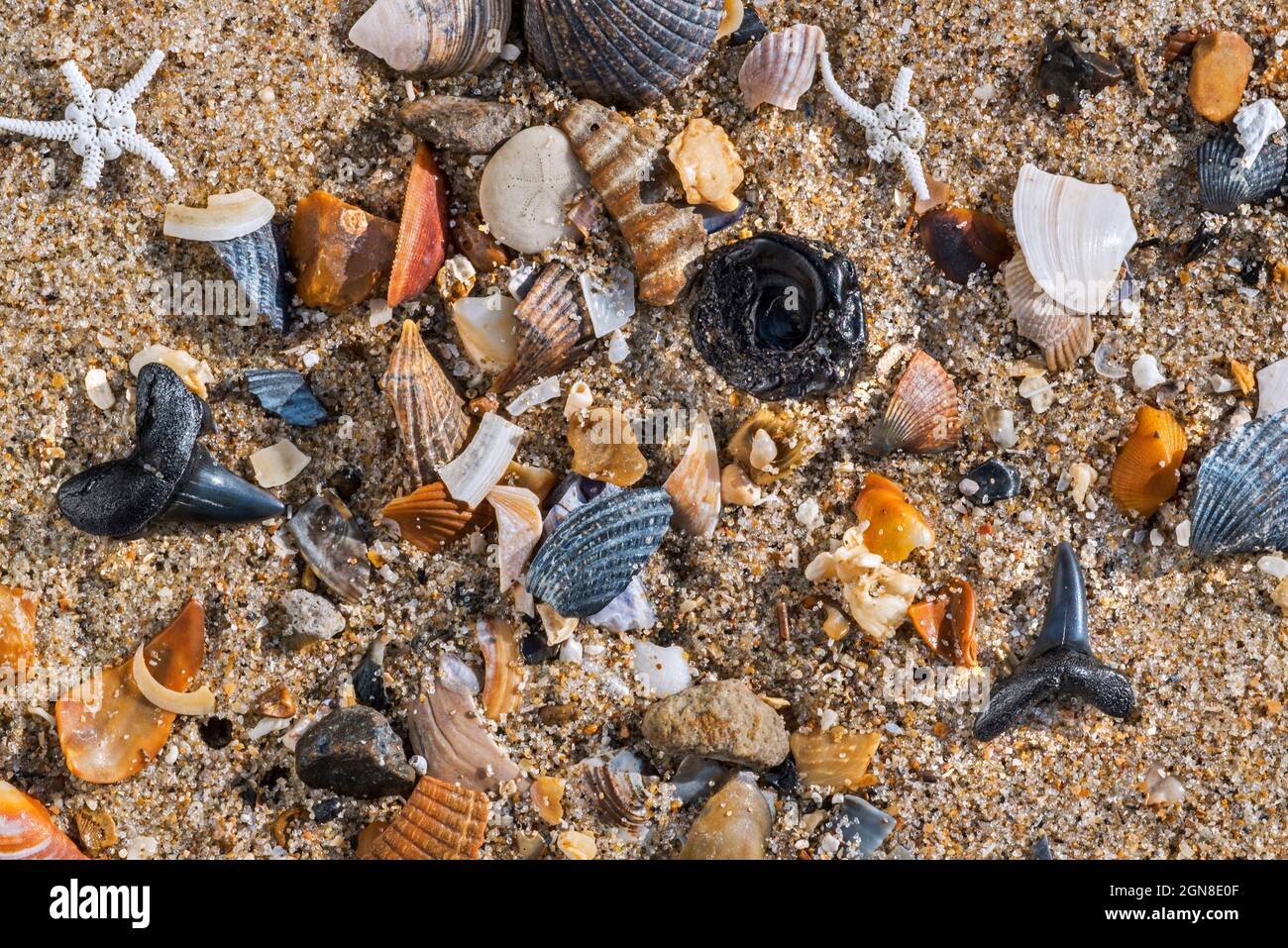 Eocene shark teeth fossils and fossilized fish vertebra on tideline / strandline of beach at ebb along North Sea coast, Zwin, Knokke-Heist, Belgium Stock Photo