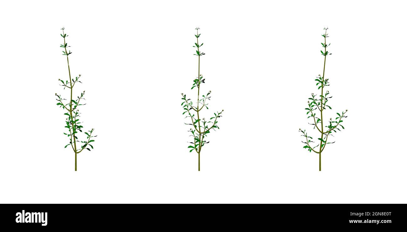 Cleavers (Galium aparine) - used in traditional medicine to treat diseases of the diuretic and lymphatic systems and as a detoxifier - isolated on whi Stock Photo