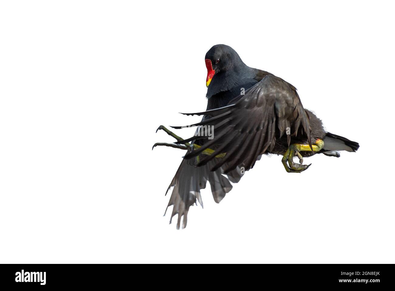 eurasian moorhen in flight  bird subject cut out and placed on a white background Stock Photo