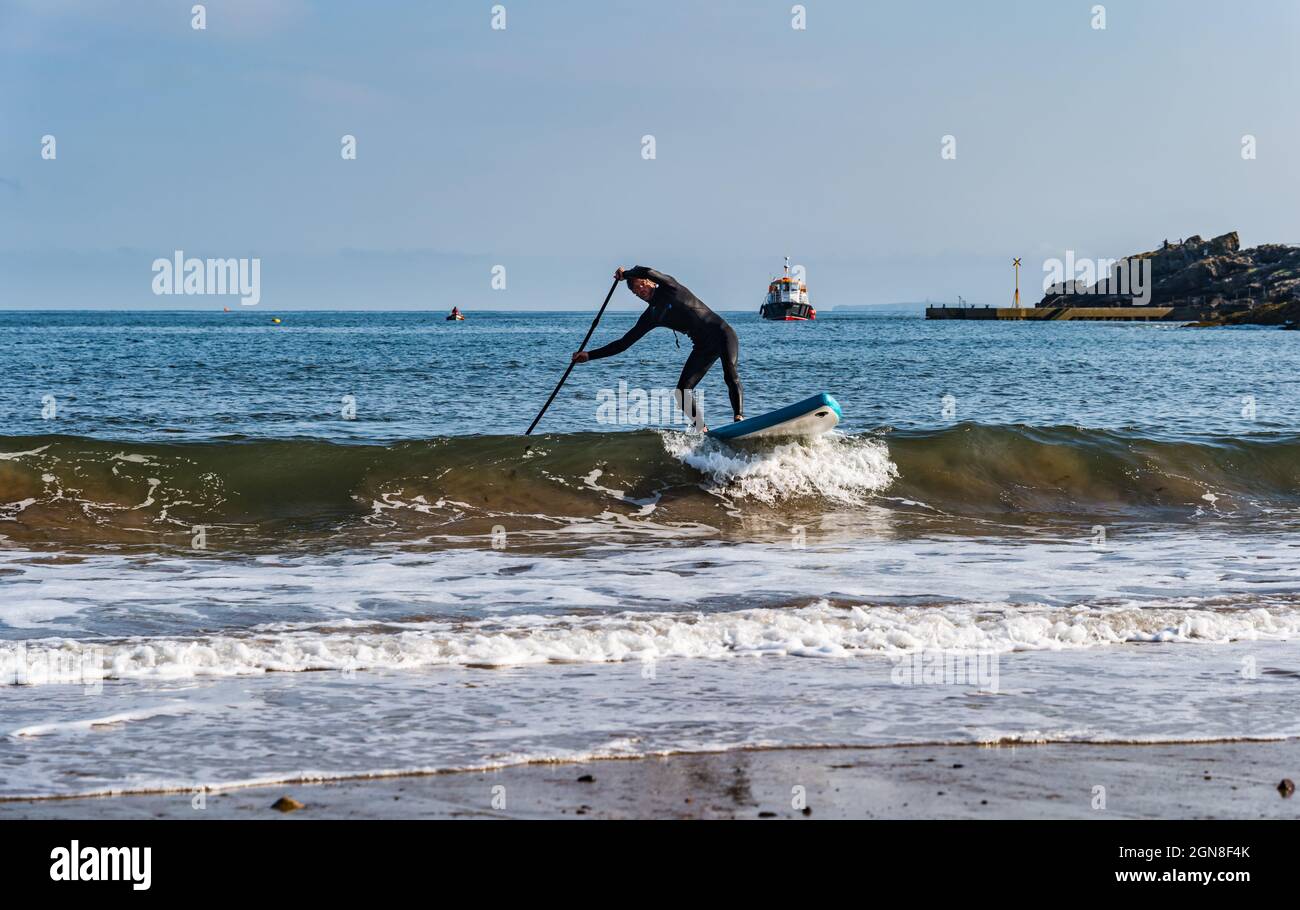Man in wetsuit paddle boarding in waves on beach in sunshine, North Berwick, East Lothian, Scotland, UK Stock Photo