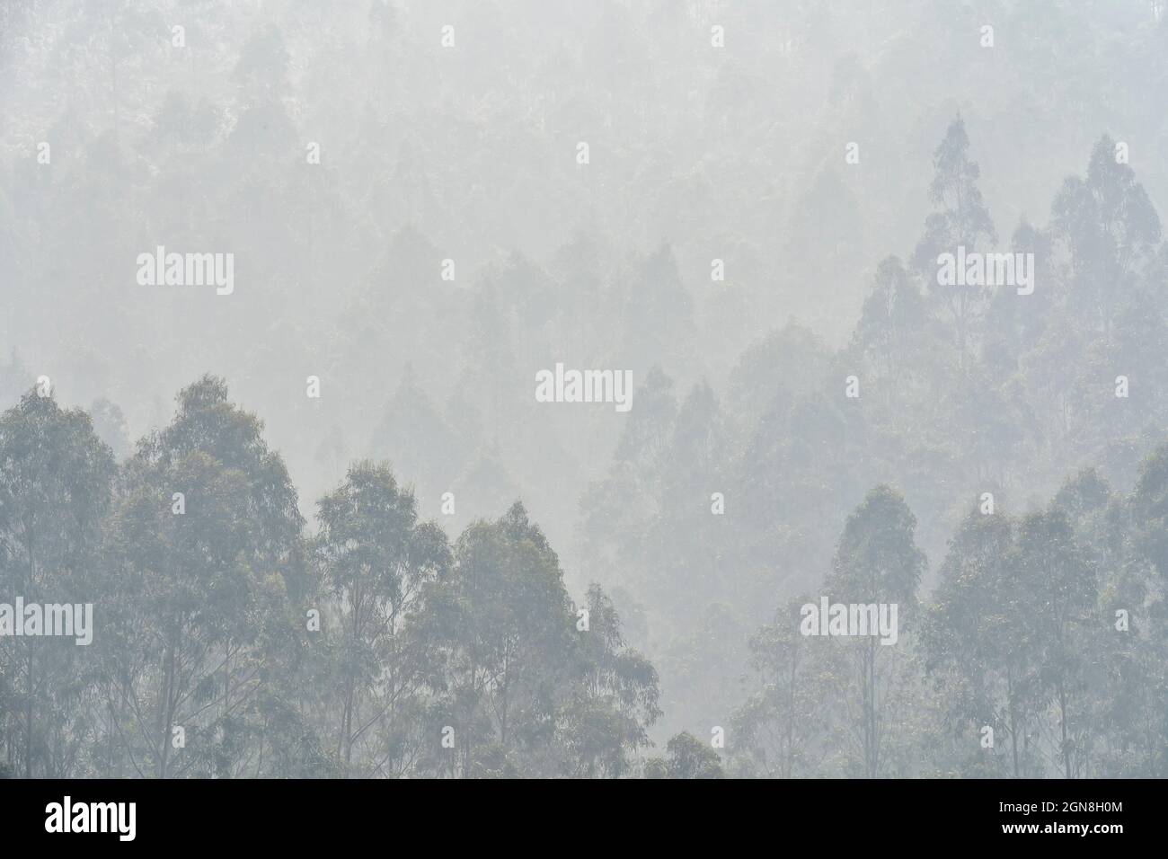 Natural landscape with forests and mountains with fog Stock Photo