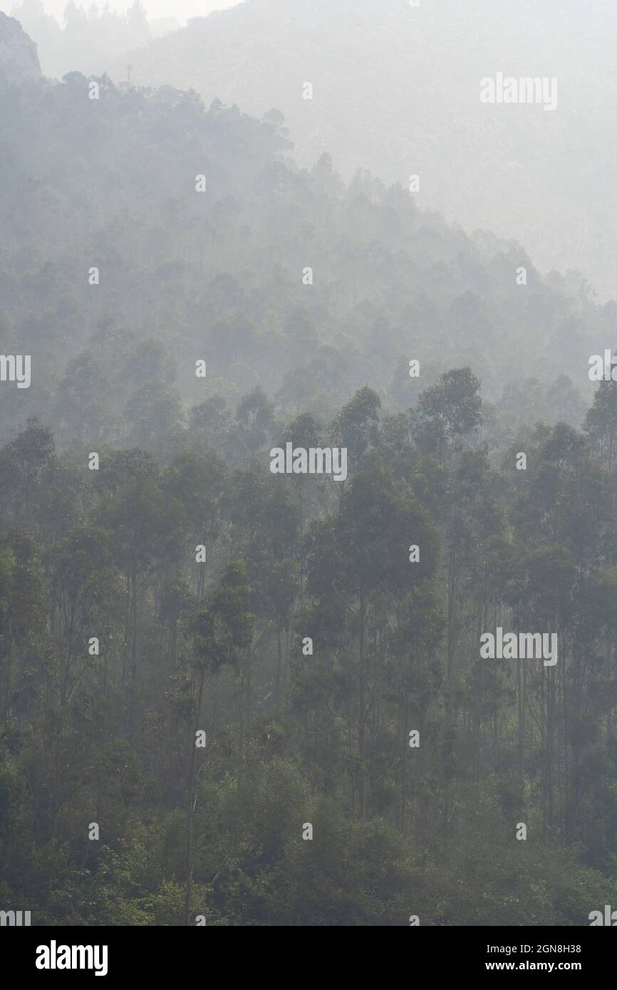 Natural landscape with forests and mountains with fog Stock Photo