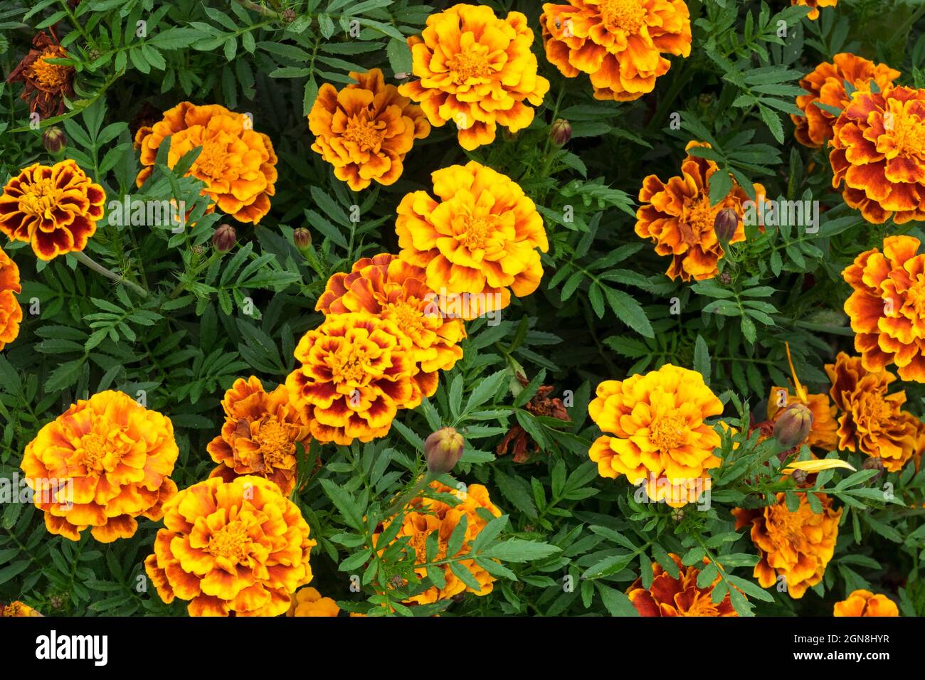 Many flowers of Marigold (Calendula officinalis) in red and yellow colors on green leaves background. Macro photo of nature Stock Photo