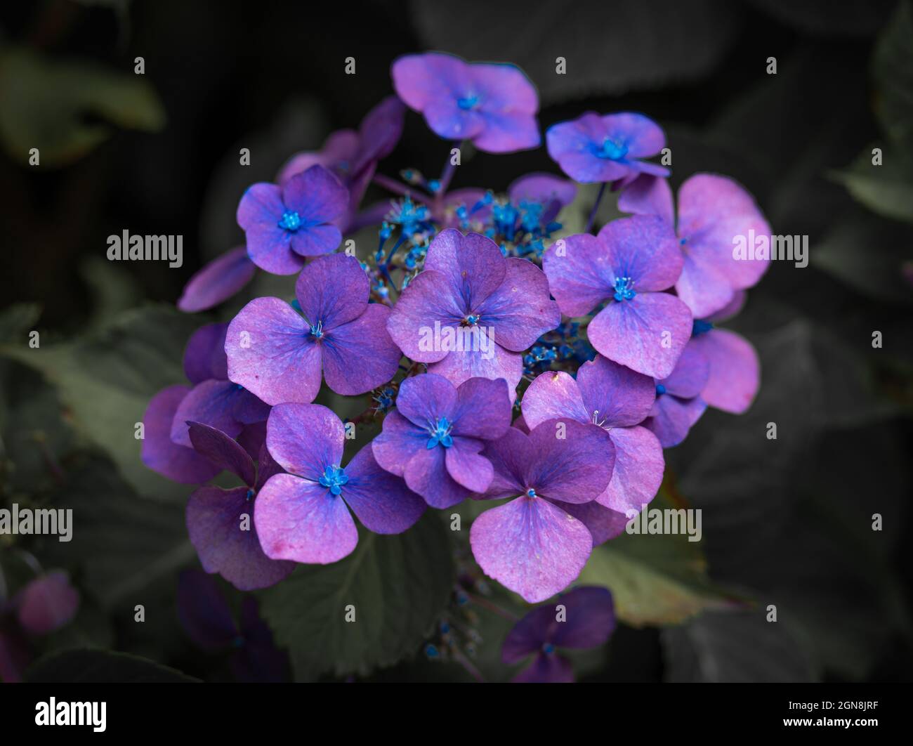 Closeup shot of delicate purple hydrangea flowers in the forest Stock ...