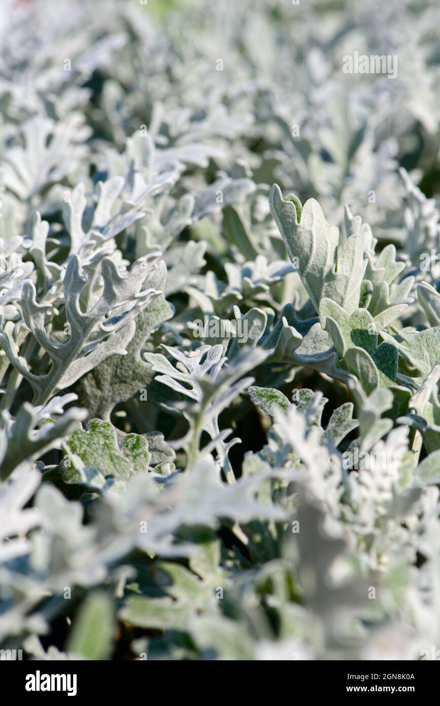 Dusty miller, Silver dust, Silver ragwort or Jacobaea maritima. Silver foliage background. Selective focus Stock Photo
