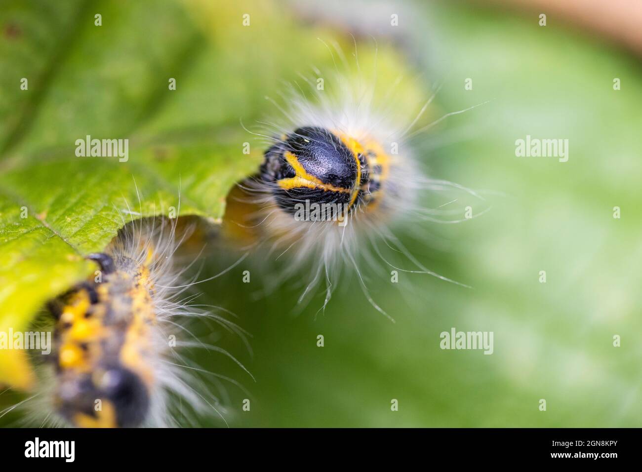 The eyes of a buff-tip caterpillar sitting on a leaf of a hazelnut tree.  The insect, also called a phalera bucephala and is yellow with black stripes  Stock Photo - Alamy