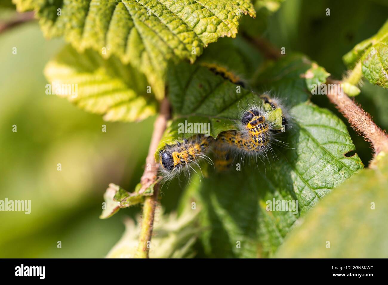 Macro portrait of a group of buff-tip caterpillars sitting and crawling on a leaf of a hazelnut tree. The insect is also called a phalera bucephala an Stock Photo