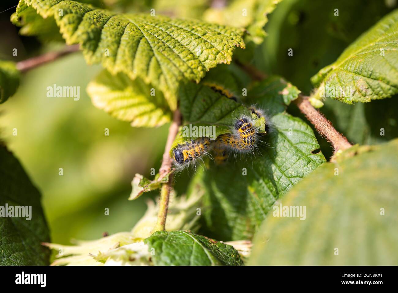 A group of buff-tip caterpillars sitting on a leaf of a hazelnut tree. The insect is also called a phalera bucephala and is yellow with black stripes Stock Photo