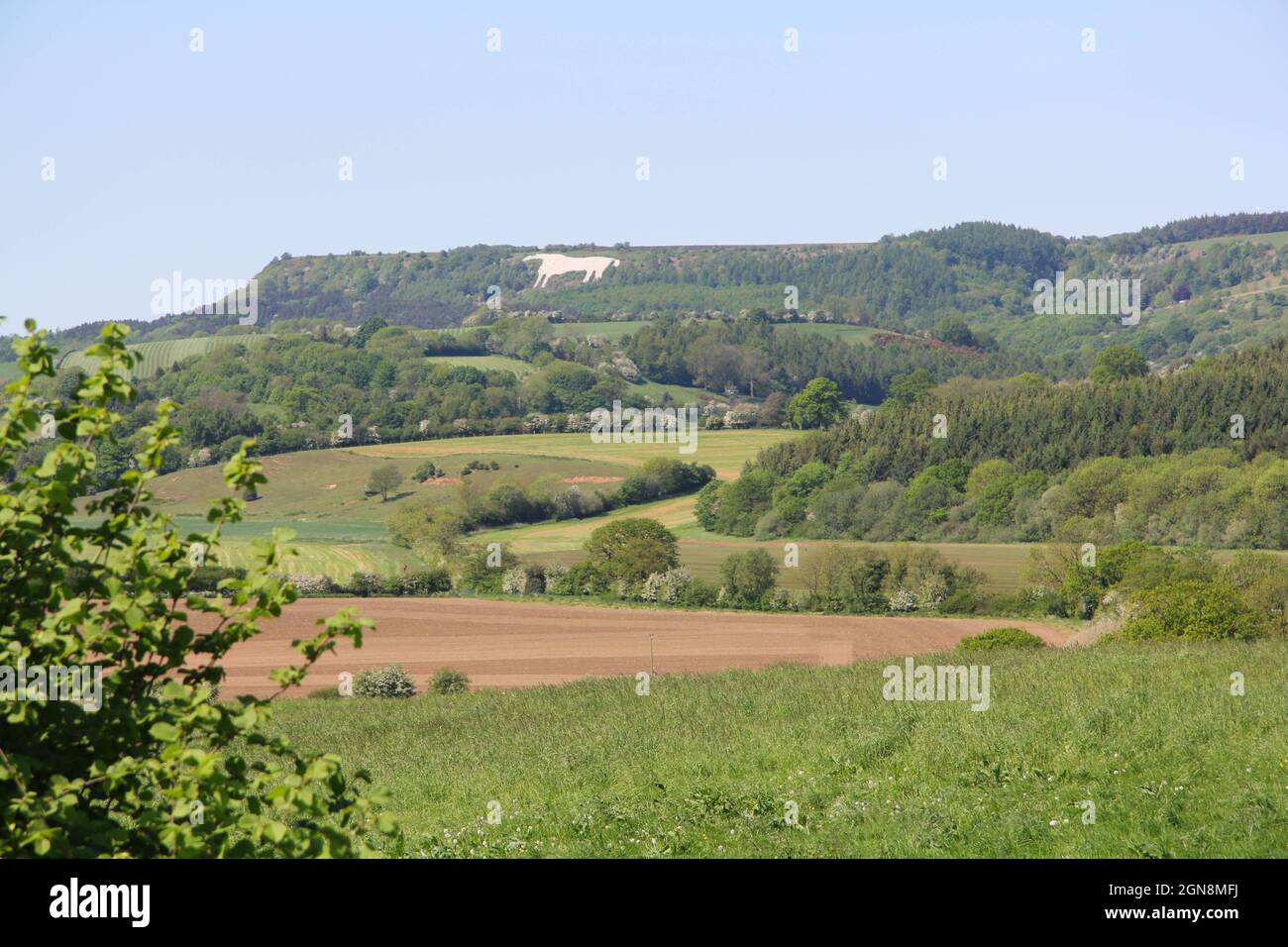 Kilburn white horse on Sutton Bank Yorkshire Stock Photo Alamy