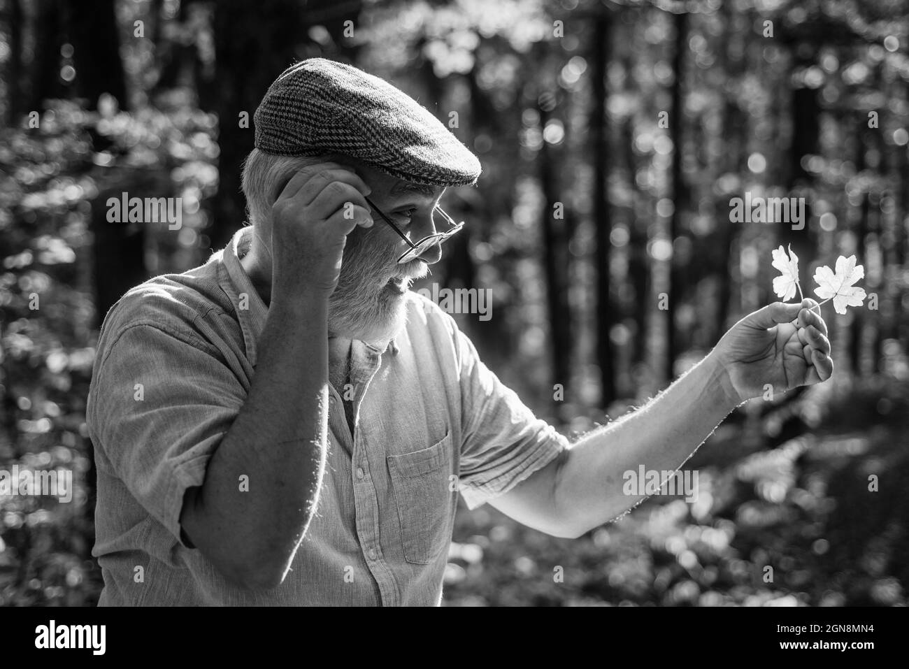 Curiosity to botany. Explore world around. Pensioner hiking in forest on sunny autumn day. Old man collect leaves. Bearded grandfather in forest. Man Stock Photo