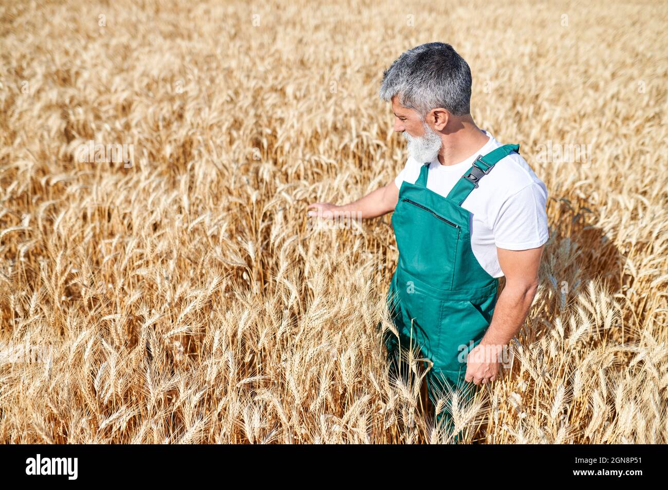 Bearded male farmer touching wheat crops on field during sunny day Stock Photo