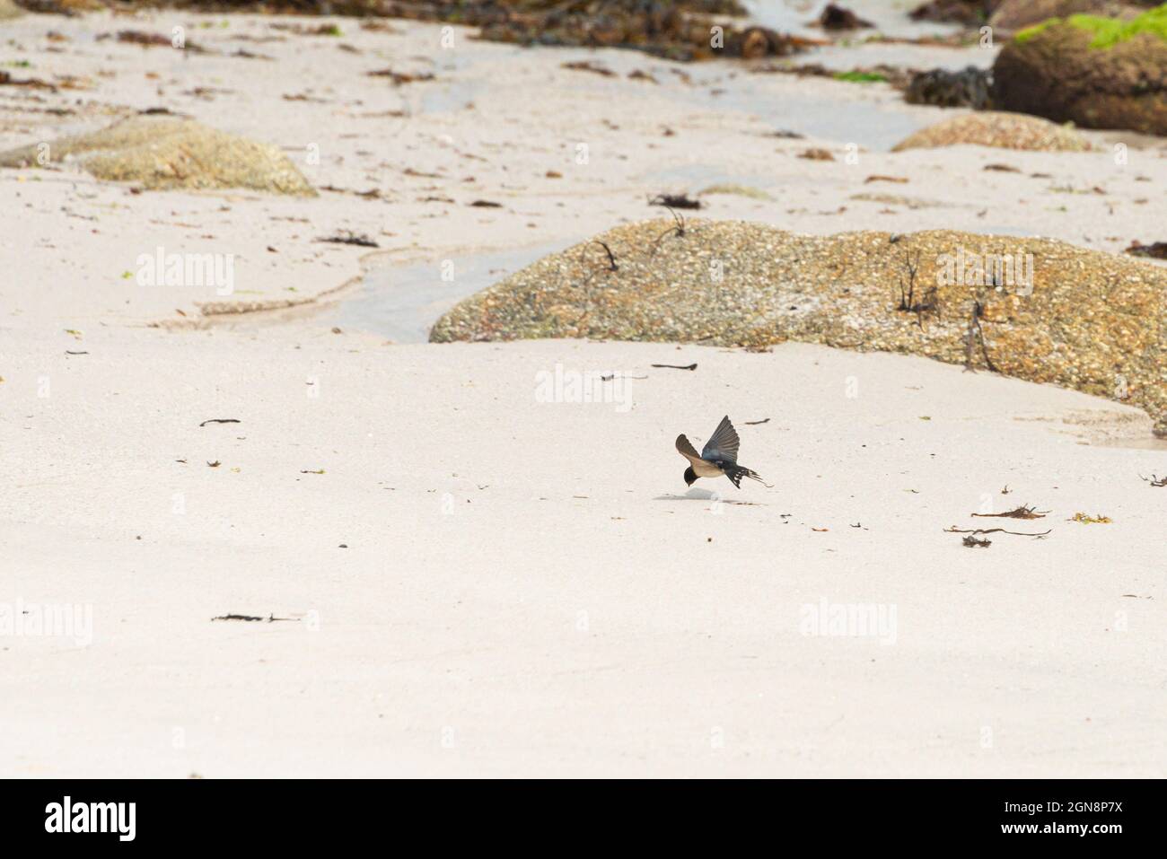 A swallow (Hirundo rustica) flying low over a beach catching food Stock Photo