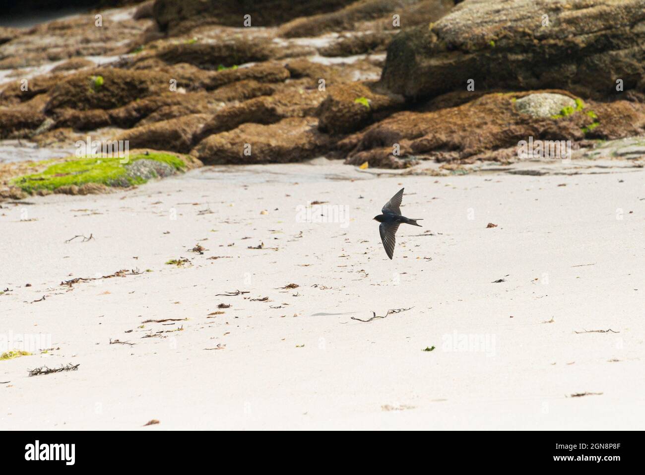 Beach Swallow