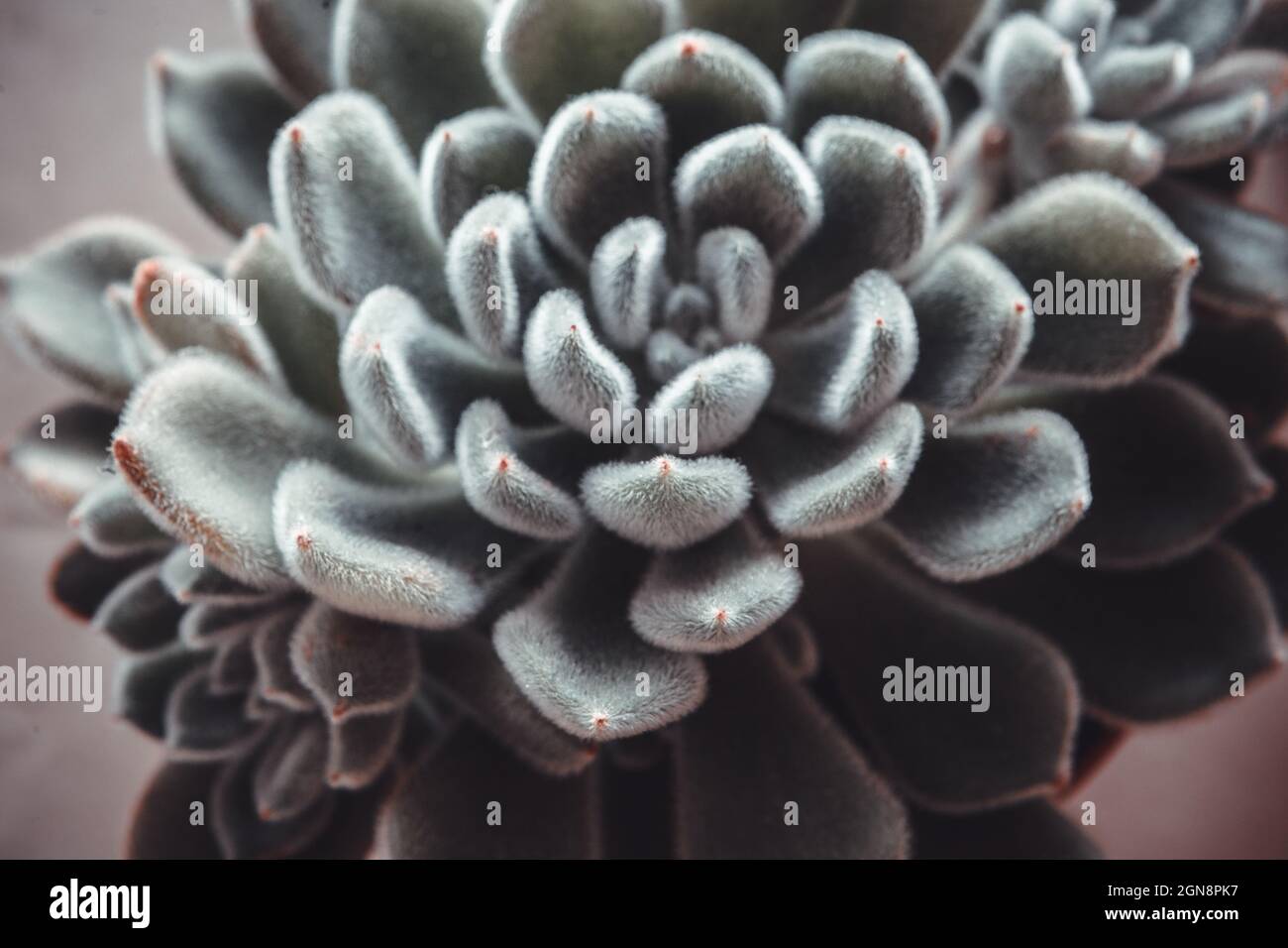 Beautiful ornamental blue succulent with thick fluffy leaves, close-up. Top view of echeveria plant. High quality photo Stock Photo
