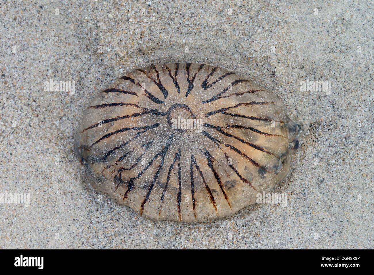 A compass jellyfish (Chrysaora hysoscella) washed up on a sandy beach Stock Photo
