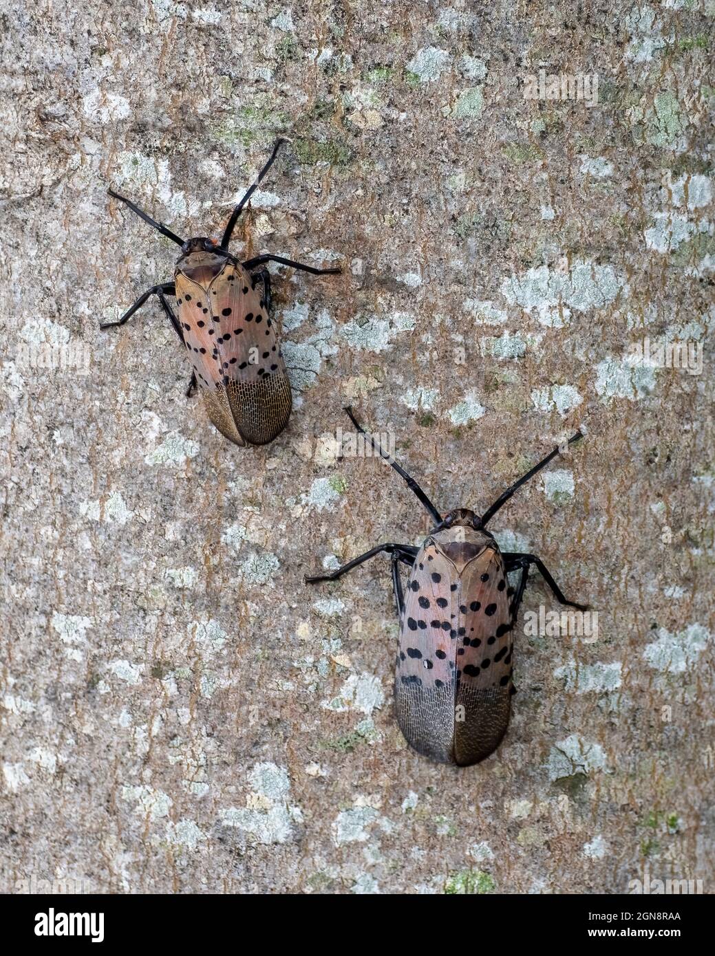 Spotted lanternfly (SLF), Lycorma delicatula, is an invasive planthopper indigenous to parts of China, India, and Vietnam. Stock Photo