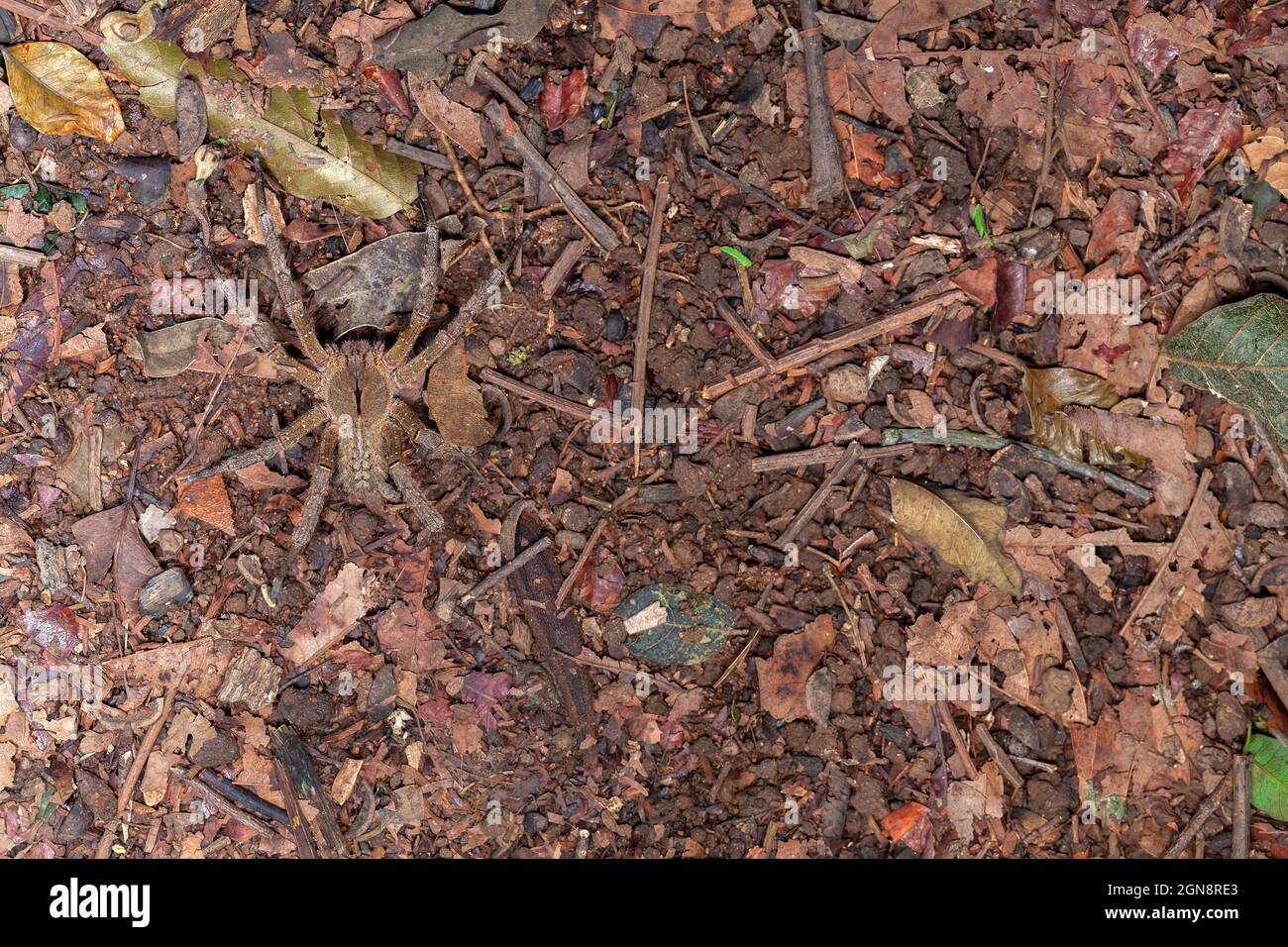 Brazilian wandering spider Phoneutria nigriventer Stock Photo