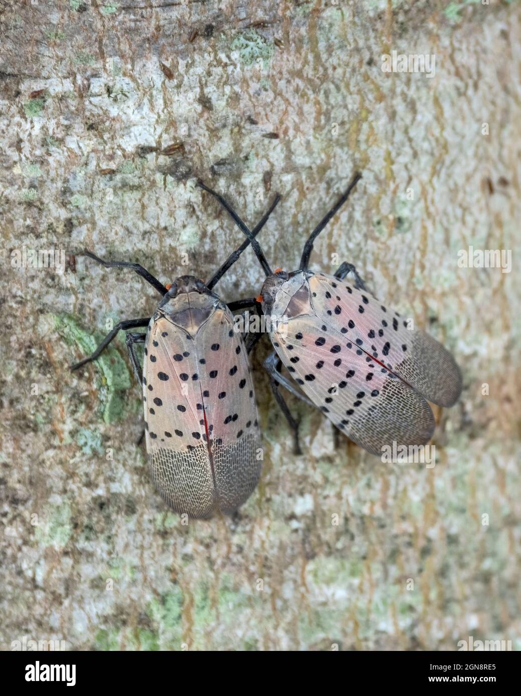 Spotted lanternfly (SLF), Lycorma delicatula, is an invasive planthopper indigenous to parts of China, India, and Vietnam. Stock Photo