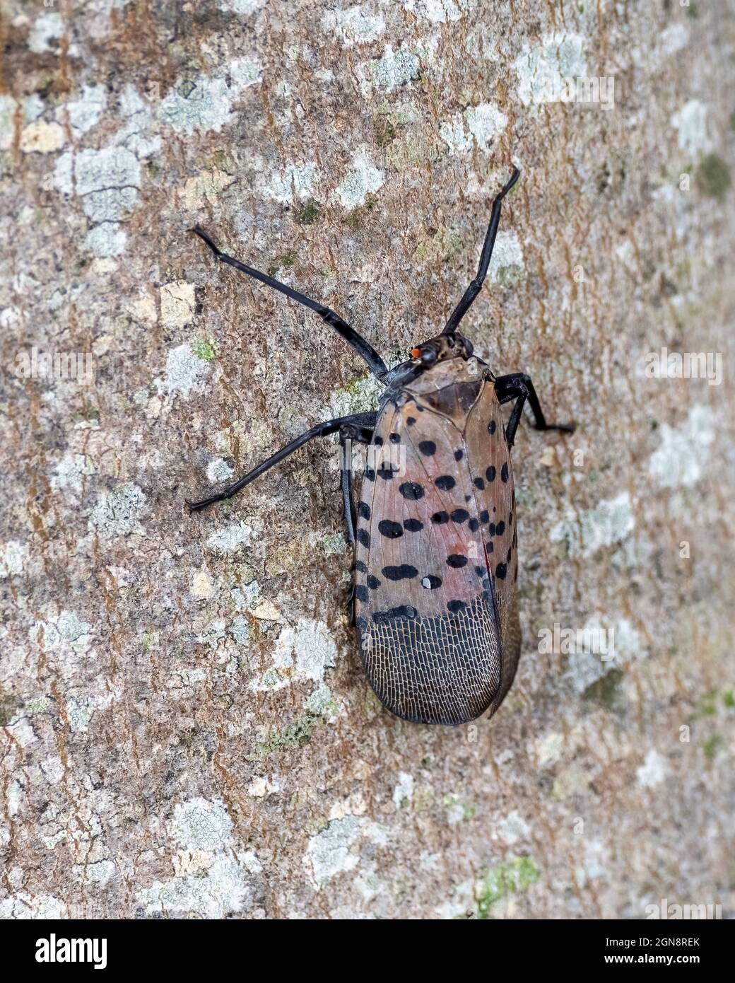Spotted lanternfly (SLF), Lycorma delicatula, is an invasive planthopper indigenous to parts of China, India, and Vietnam. Stock Photo