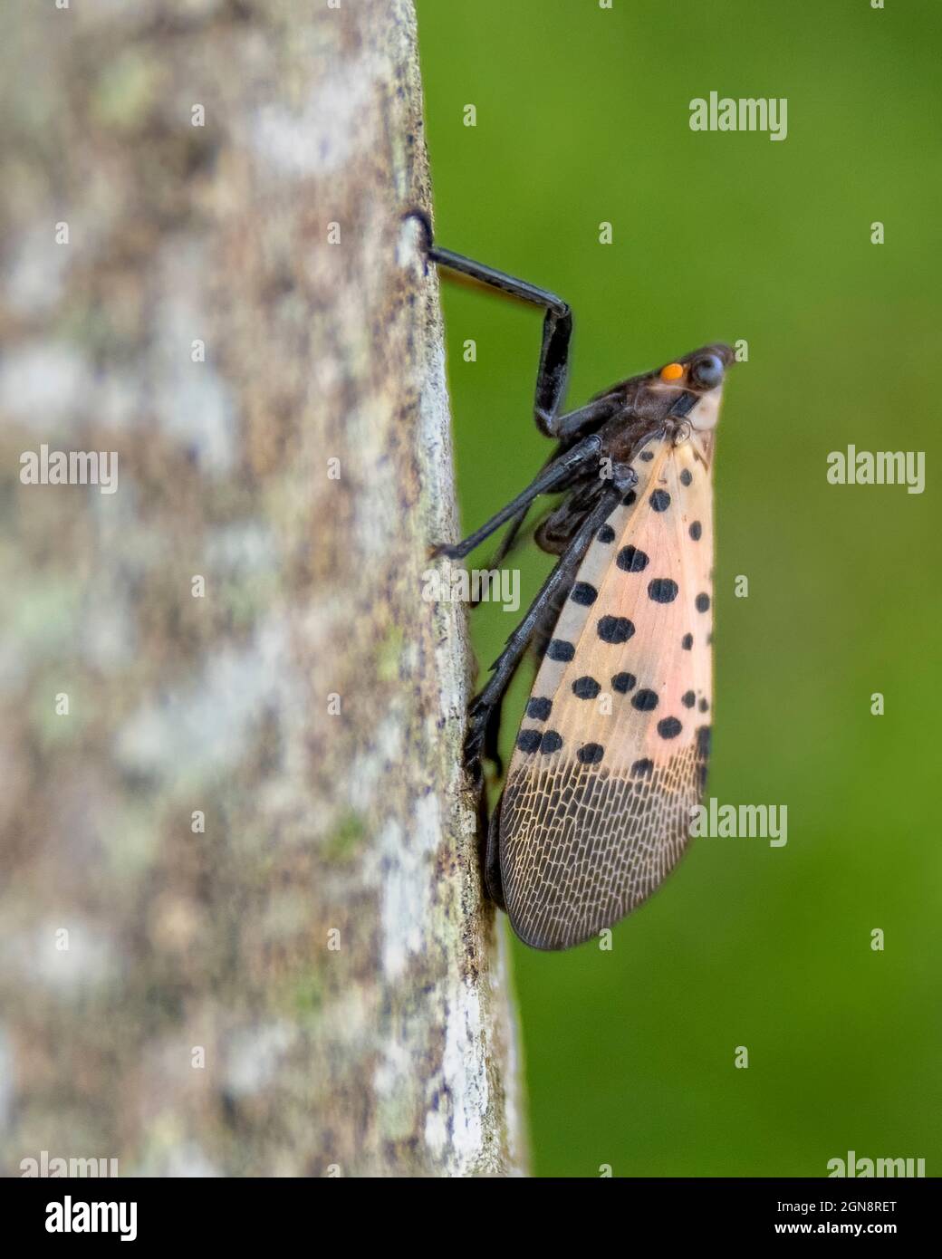 Spotted lanternfly (SLF), Lycorma delicatula, is an invasive planthopper indigenous to parts of China, India, and Vietnam. Stock Photo