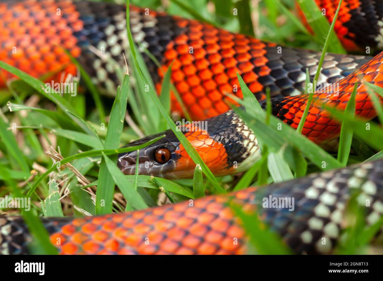 False Coral Snake Oxyrhopus guibei Stock Photo