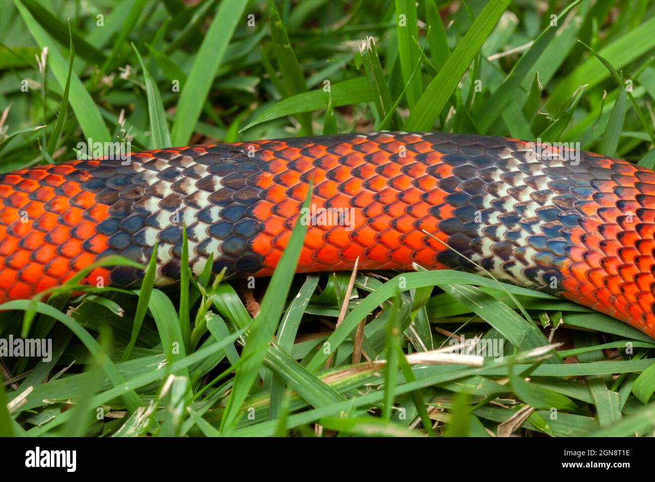 False Coral Snake Oxyrhopus guibei Stock Photo