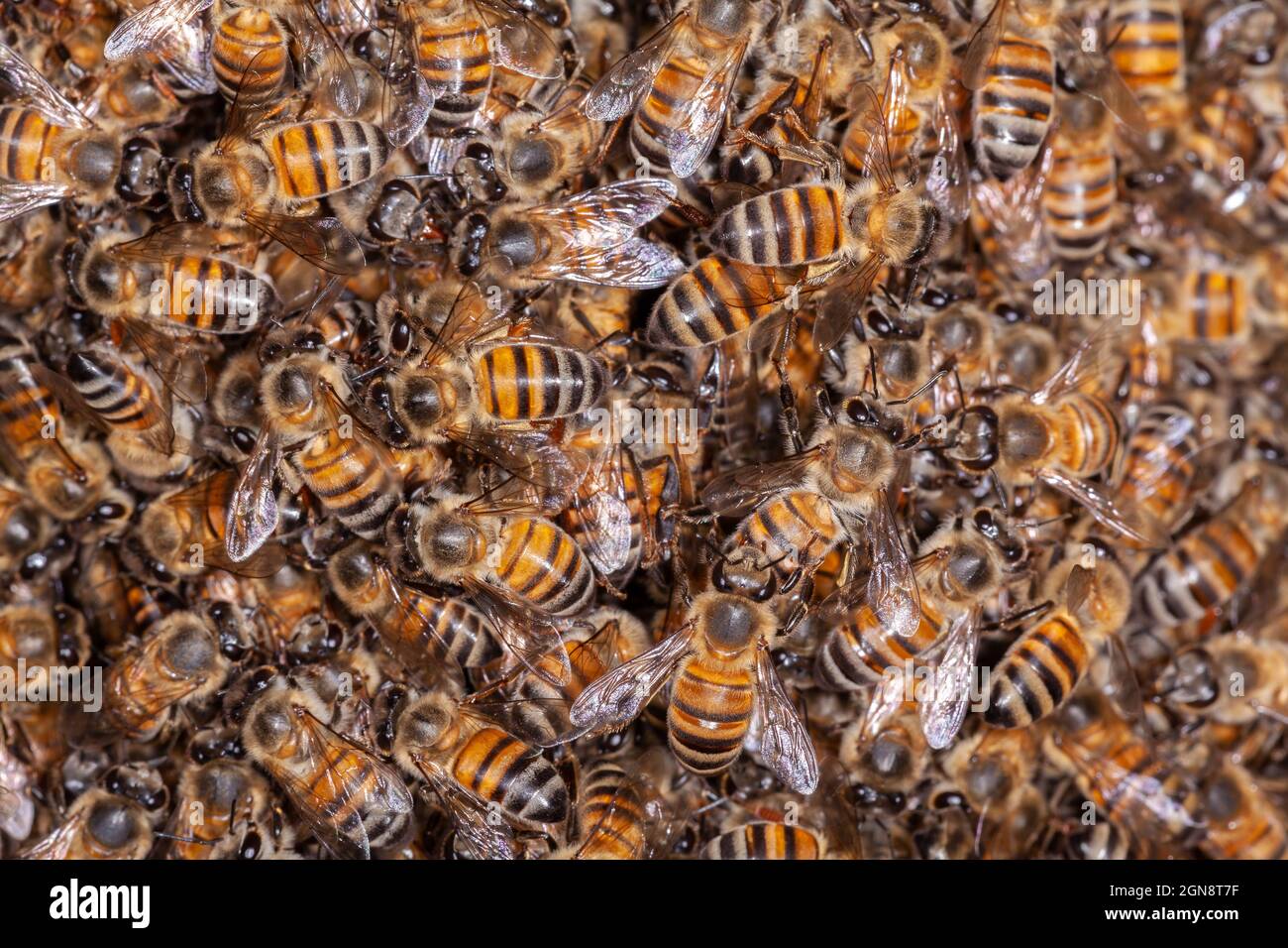 A lot of Honey Bee Apis mellifera on hive Stock Photo