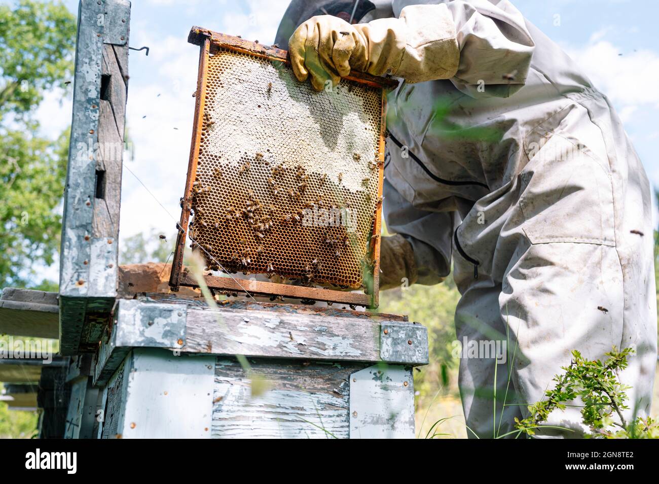 Female beekeeper using bee smoker on beehives in box at farm Stock Photo