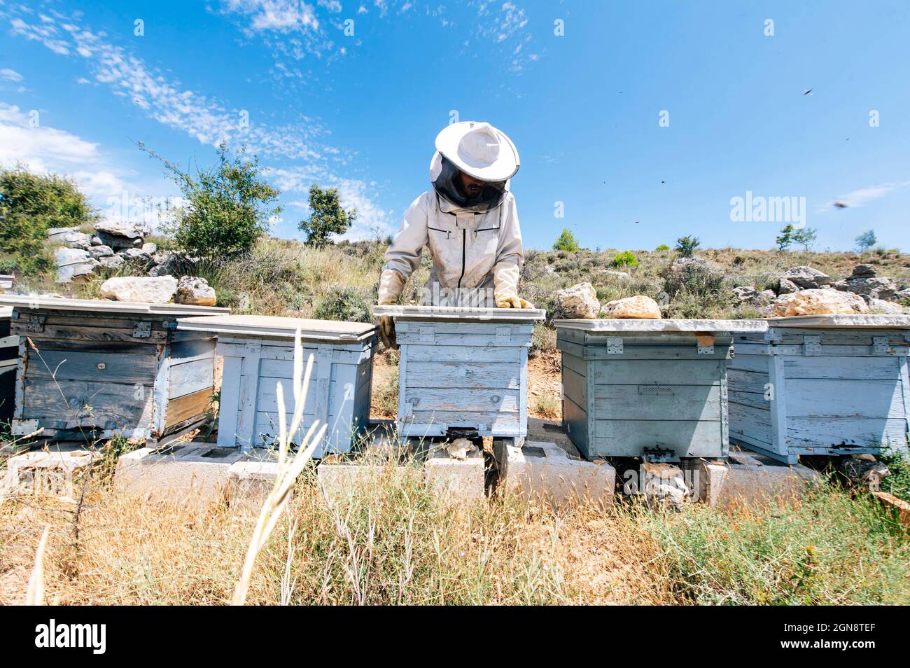 Male beekeeper working at farm Stock Photo