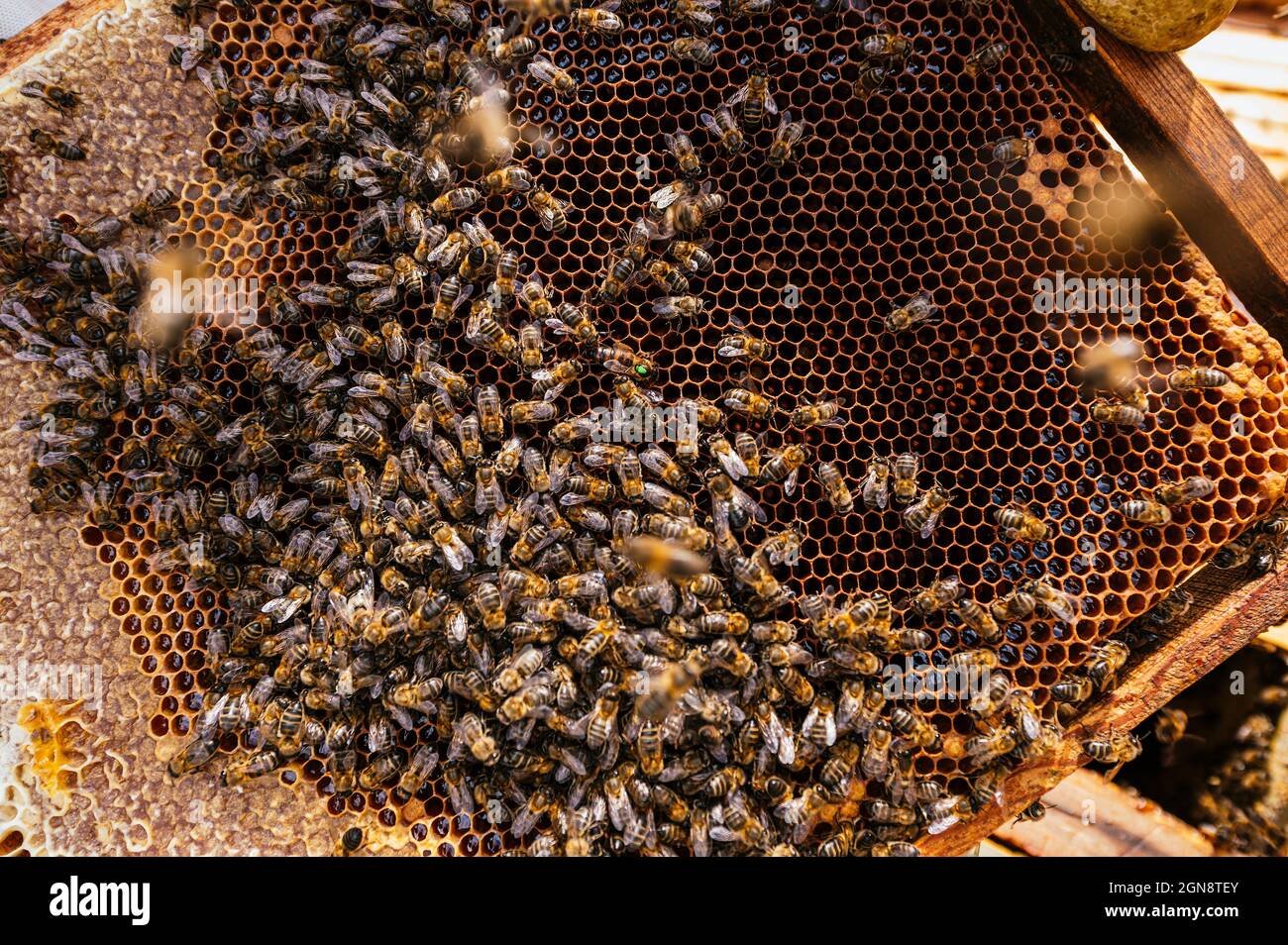 Group bee honey flying honeybee hi-res stock photography and images - Alamy
