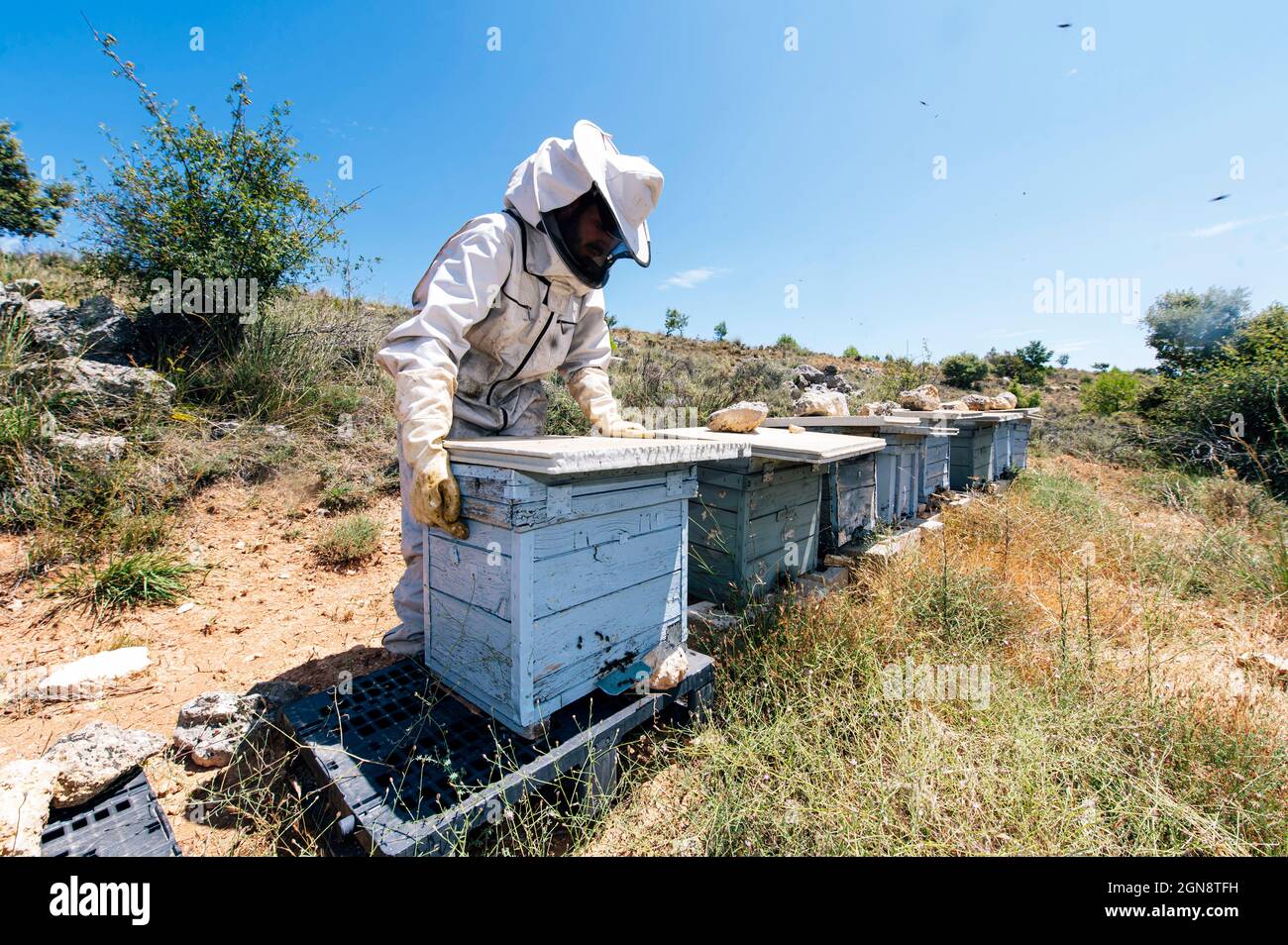 Male beekeeper with beehives walking through farm on sunny day Stock Photo