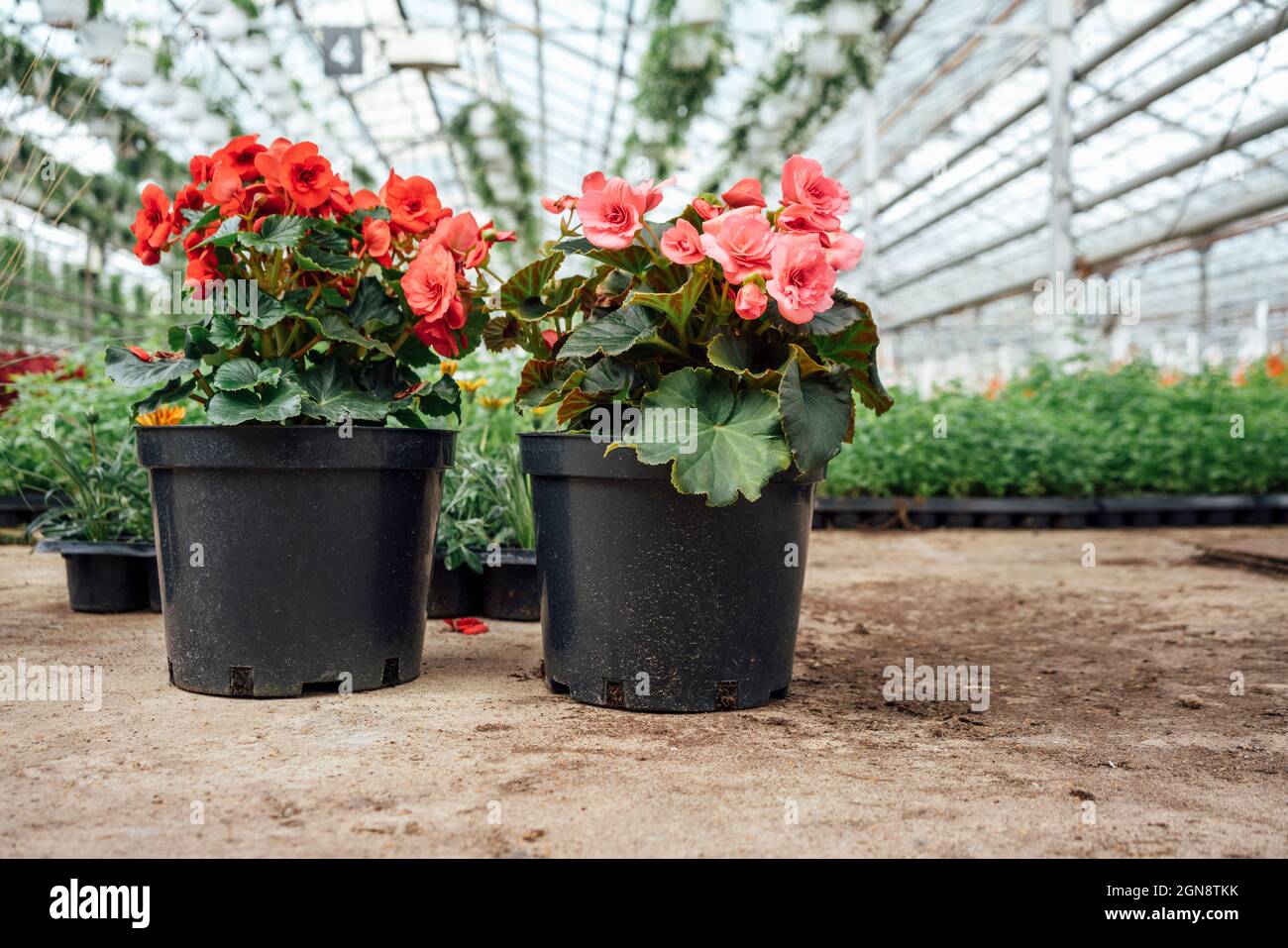 Flowering potted plants in nursery Stock Photo Alamy