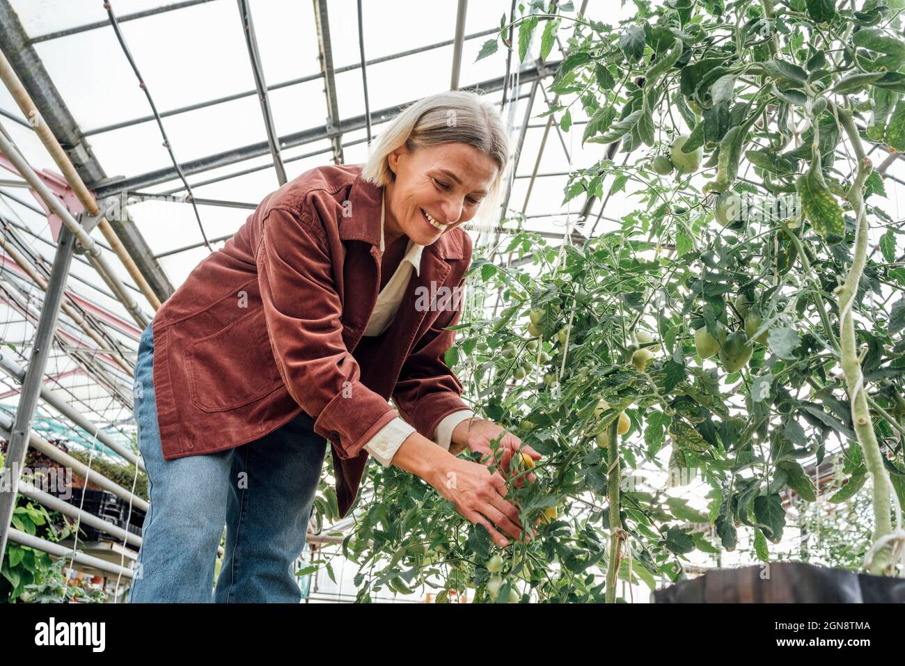 Female farmer examining plants while working in greenhouse Stock Photo ...