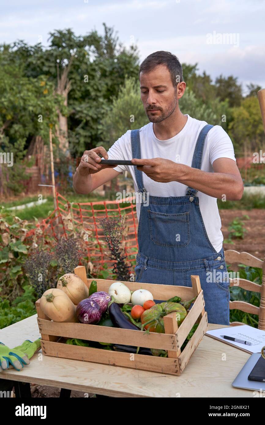 Male farm worker photographing crate of vegetables through smart phone while standing at table Stock Photo