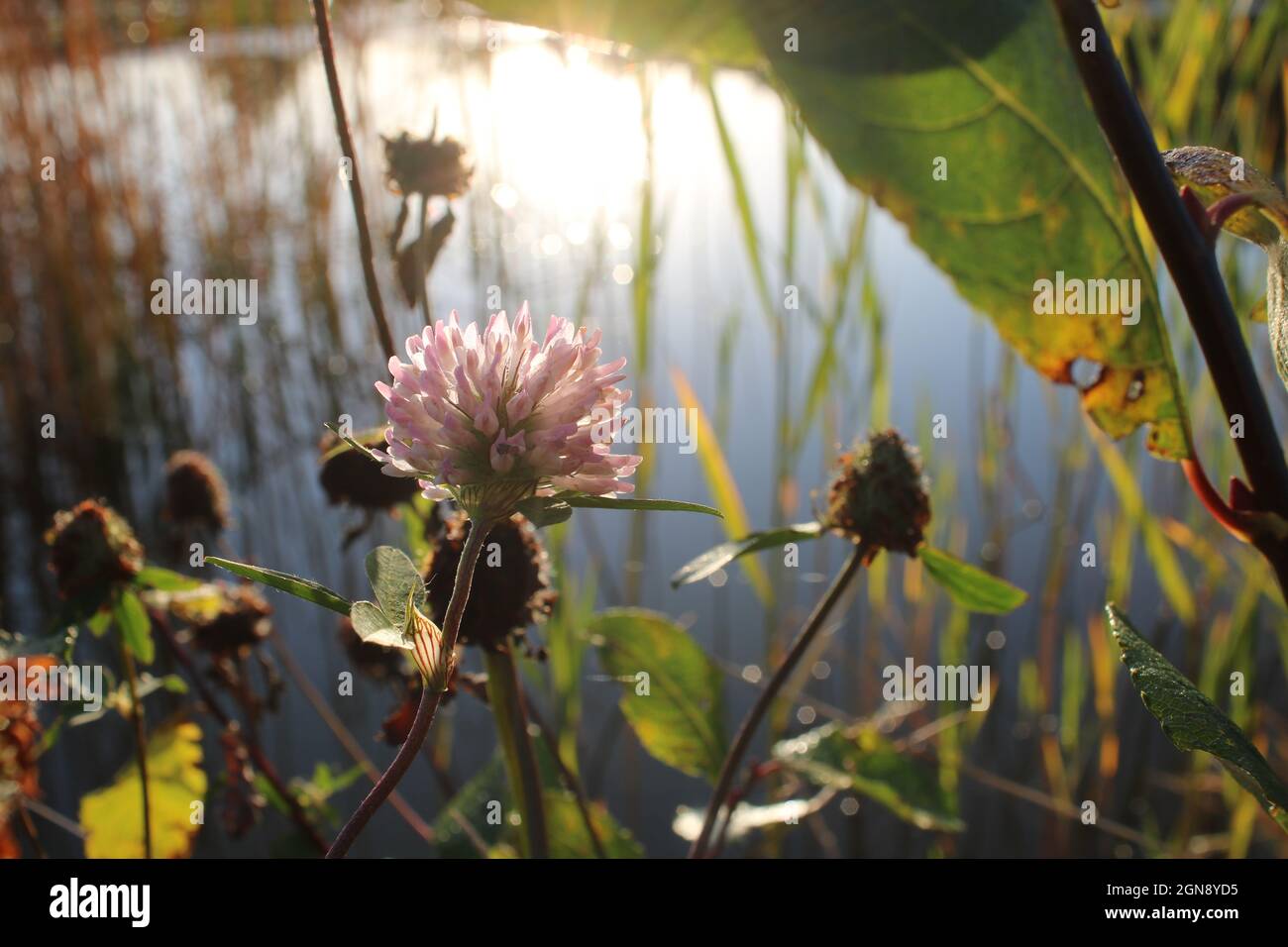 Pond plants reflecting in the water on a sunny day, Lincolnshire, England, UK, Europe Stock Photo
