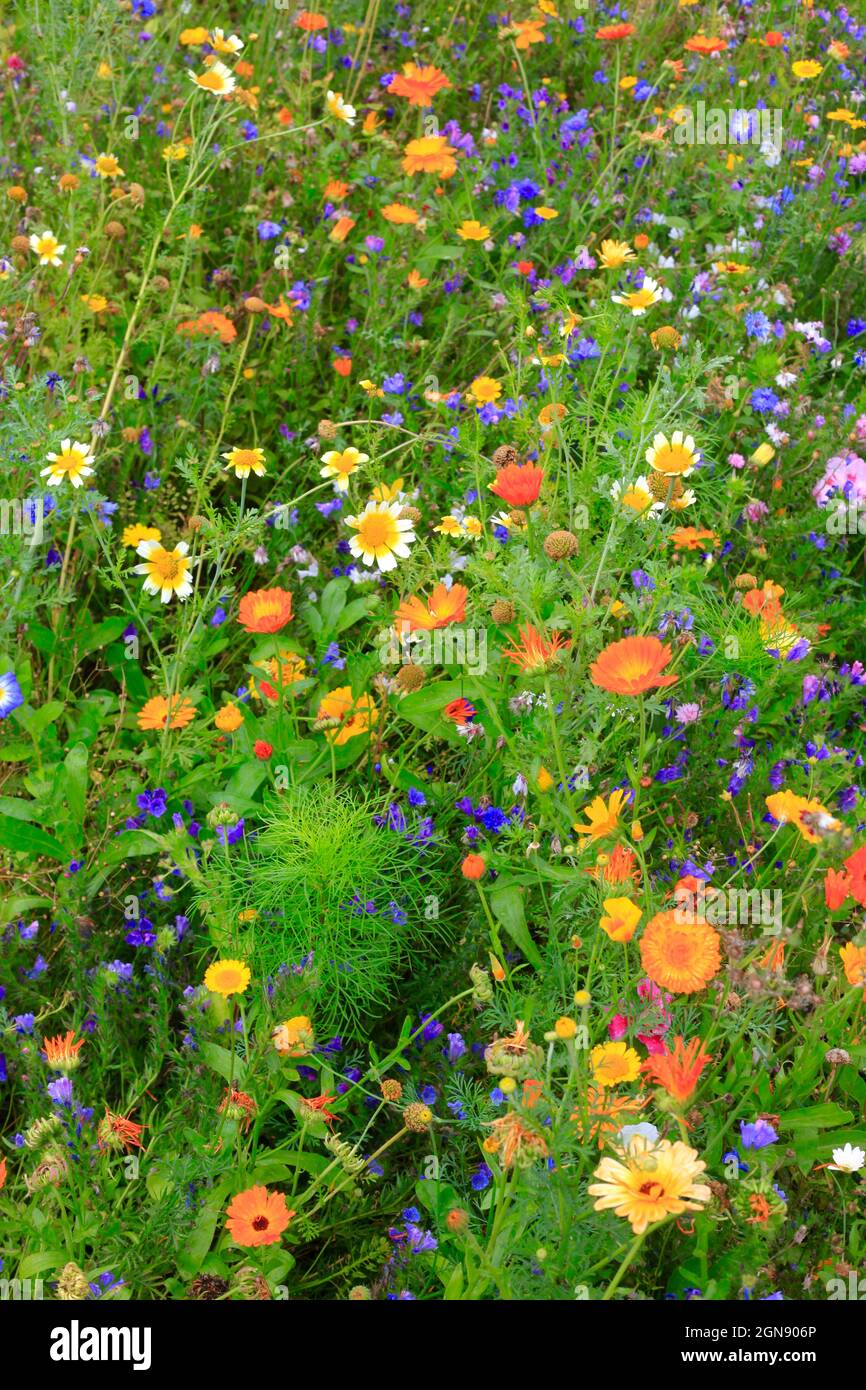 Colorful wildflowers hi-res stock photography and images - Alamy