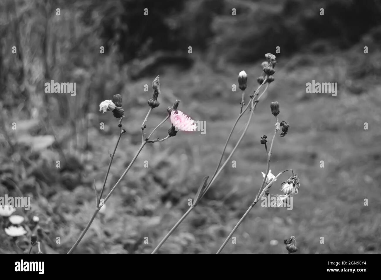 The black and white picture of wild flower on the meadow Stock Photo ...