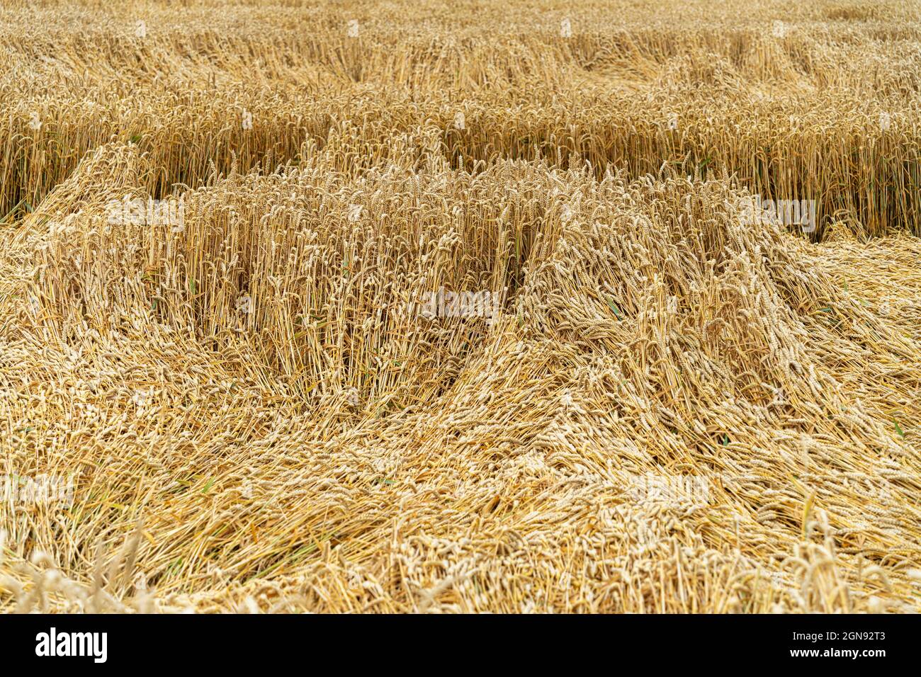 Damaged wheat crops in farm Stock Photo