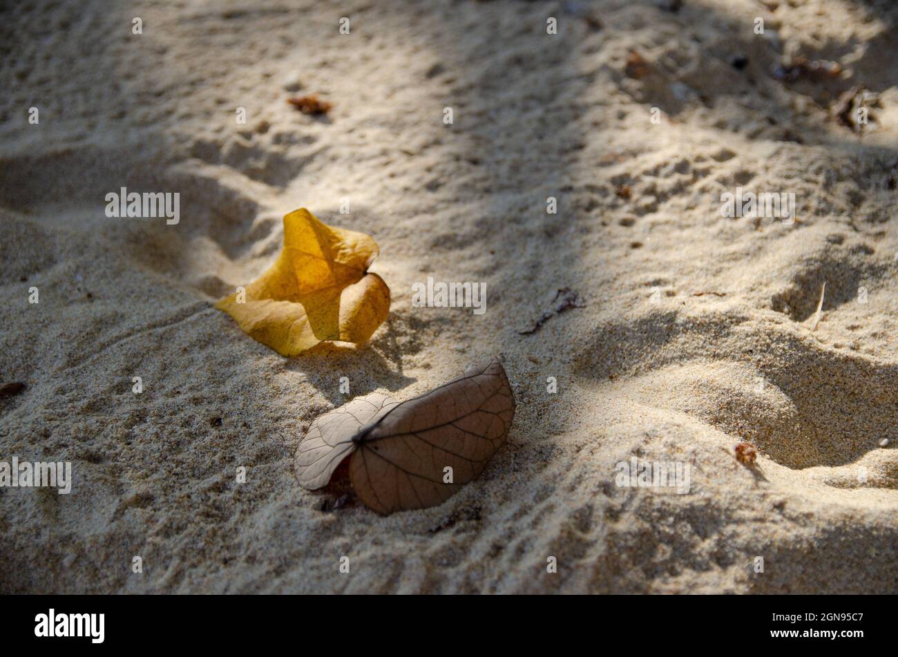 fallen leaves on a sandy beach Stock Photo