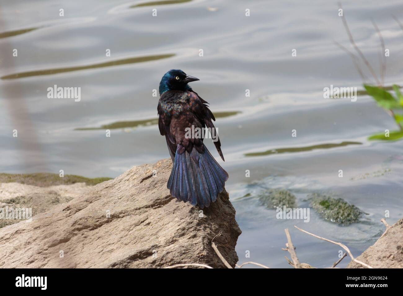 an adult common grackle standing on the edge of a rock in water looking behind him at camera with tail feathers fanned out, the sun brings out the iri Stock Photo