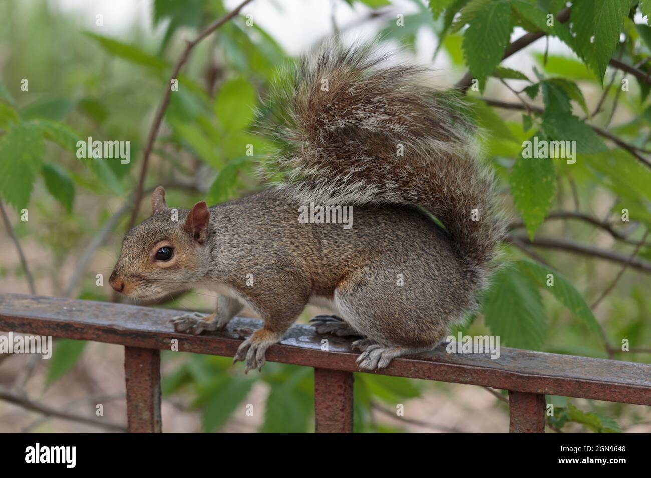 a gray squirrel sitting on top of a fence in early spring surrounded by foliage, example of urban wildlife or pests Stock Photo