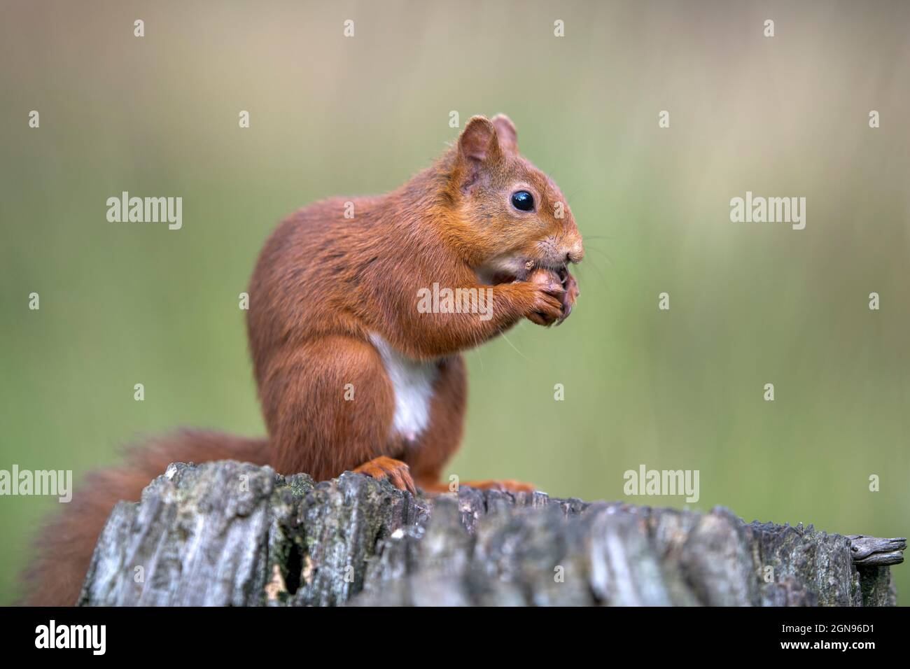 Portrait of Eurasian red squirrel (Sciurus vulgaris) feeding on top of tree stump Stock Photo