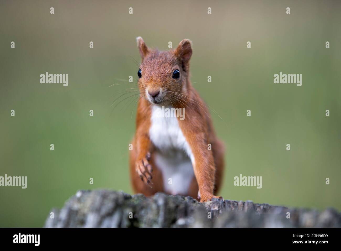 Portrait of Eurasian red squirrel (Sciurus vulgaris) standing on top of tree stump Stock Photo