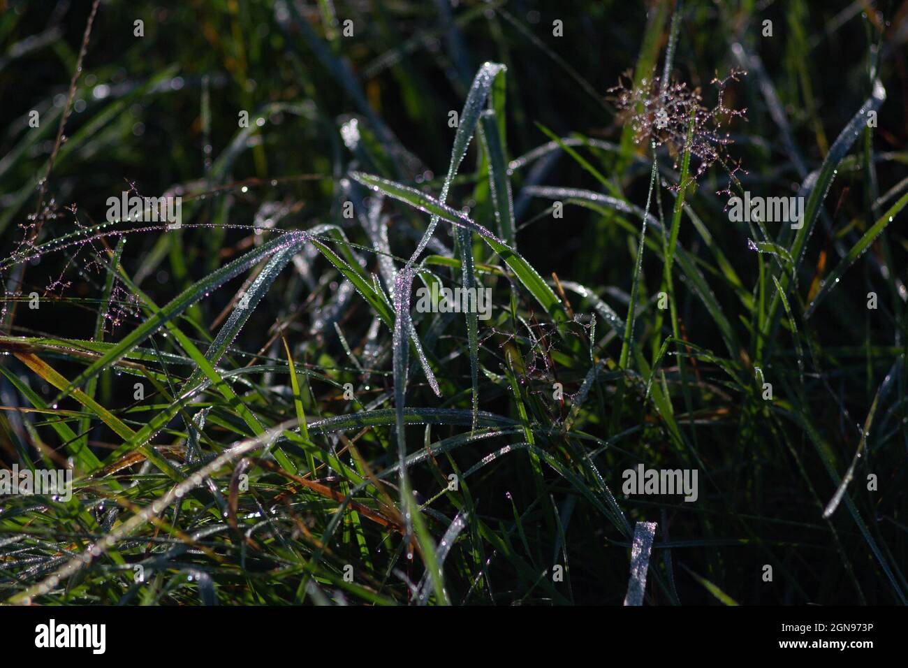Water drops on green grass Stock Photo